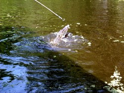 Thumbs/tn_8-2-02 Cypress Swamp Tour 36.jpg